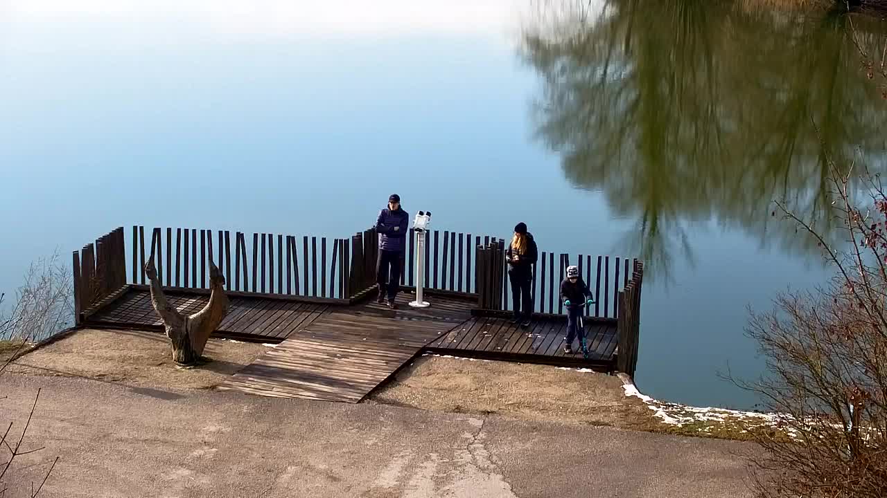 Web kamera Ribnik Vrbje – Žalec