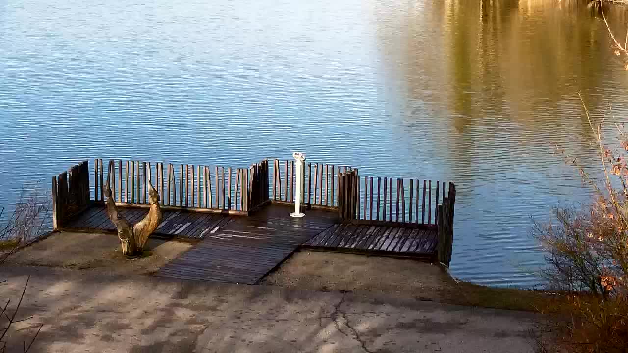 Webcam Ribnik Vrbje – Žalec