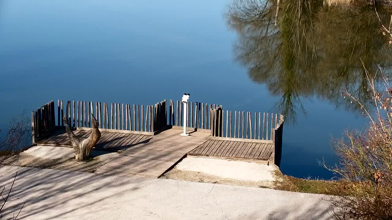 Webcam Ribnik Vrbje – Žalec