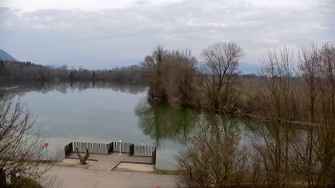 Webcam Ribnik Vrbje – Žalec