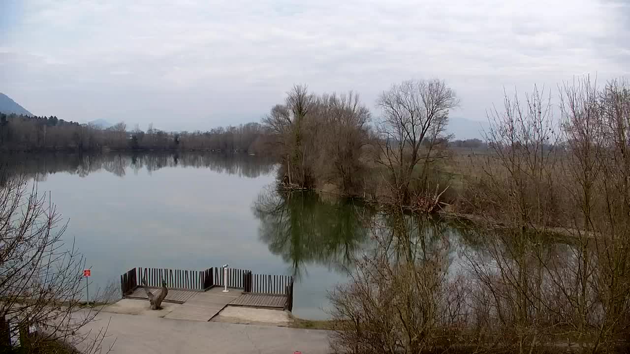 Webcam Ribnik Vrbje – Žalec