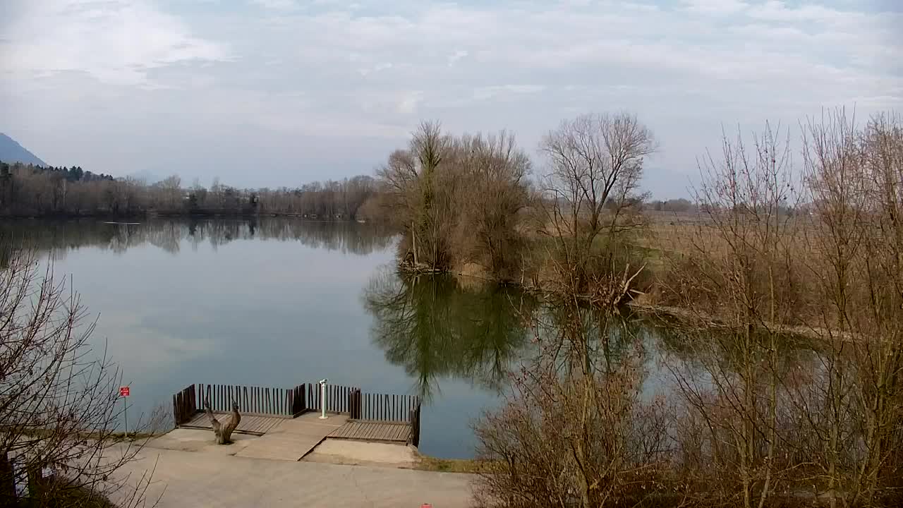 Webcam Ribnik Vrbje – Žalec