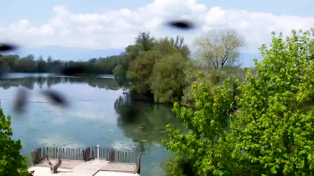 Web kamera Ribnik Vrbje – Žalec