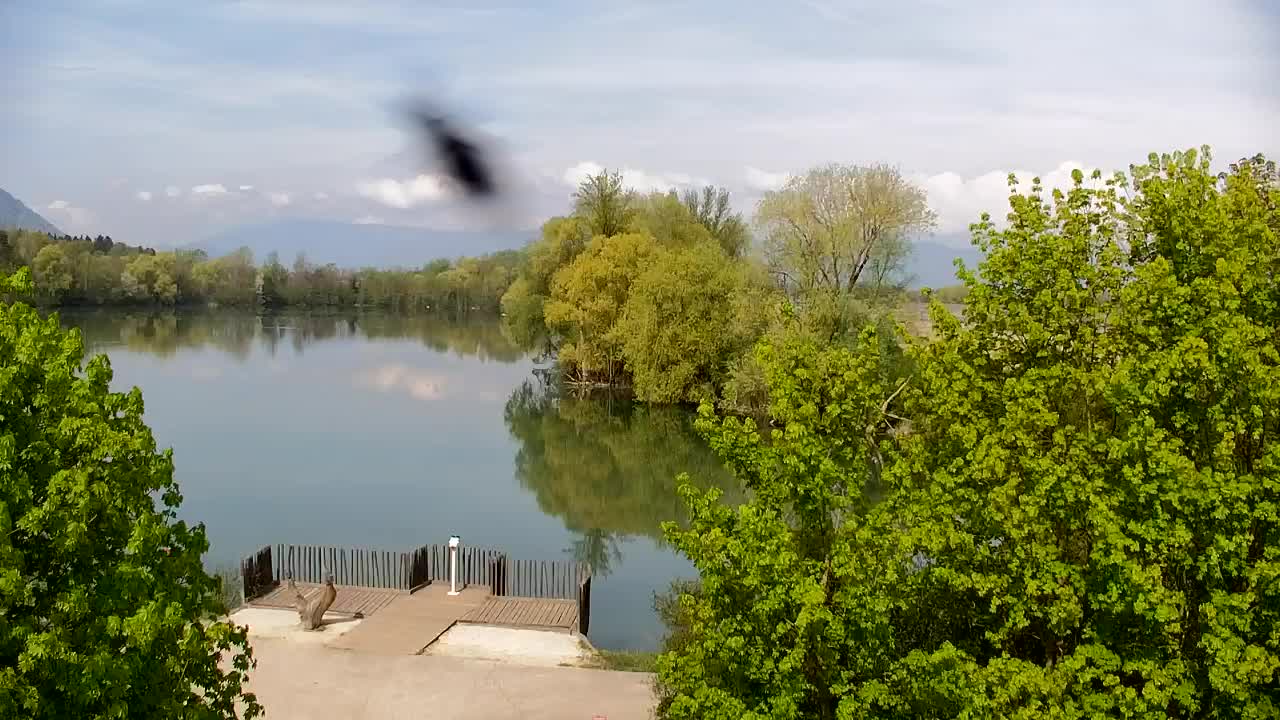 Webcam Ribnik Vrbje – Žalec