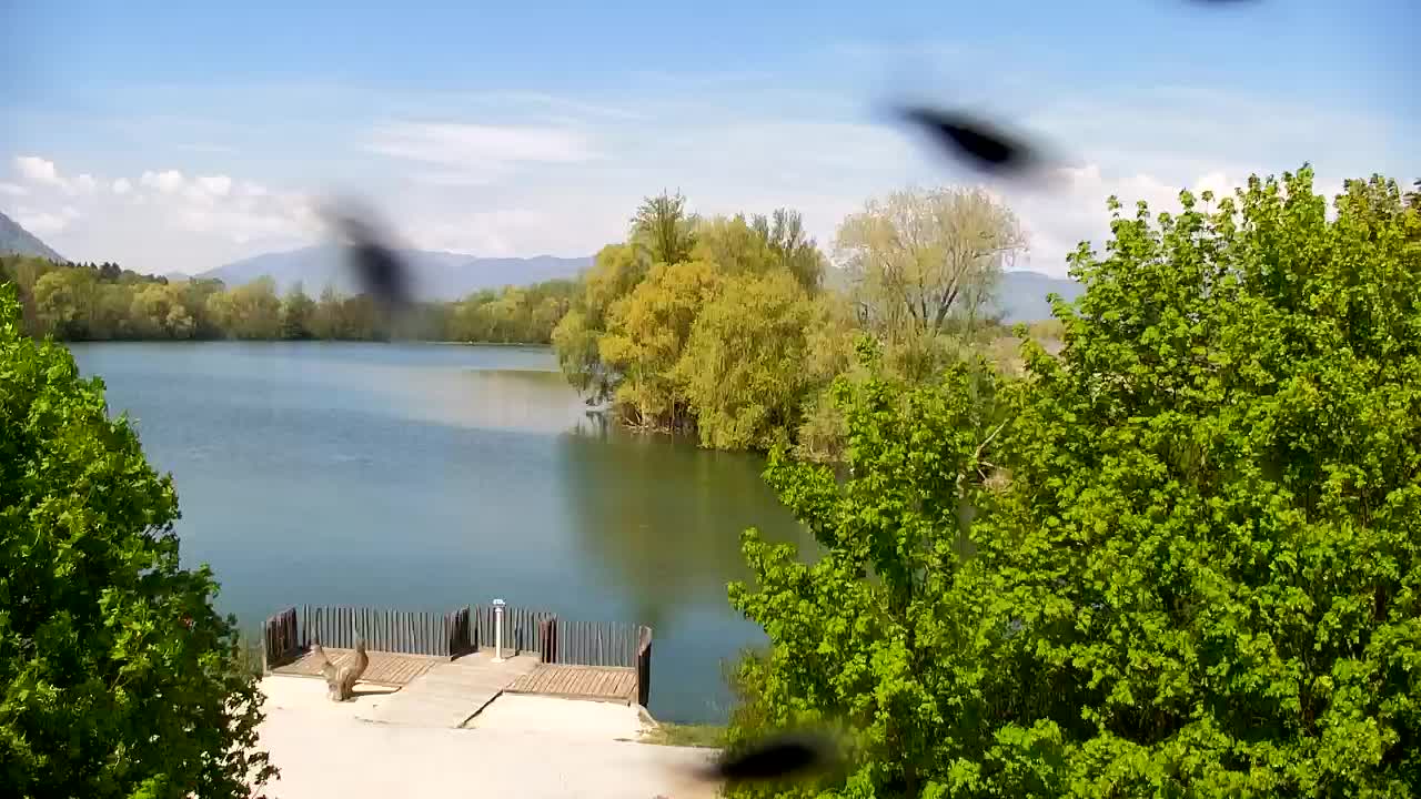 Spletna kamera Ribnik Vrbje – Žalec