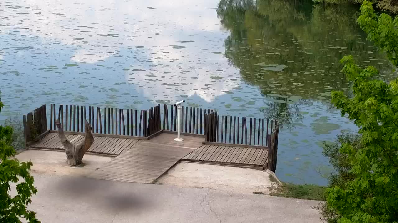 Webcam Ribnik Vrbje – Žalec