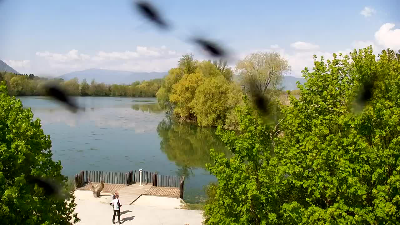 Web kamera Ribnik Vrbje – Žalec