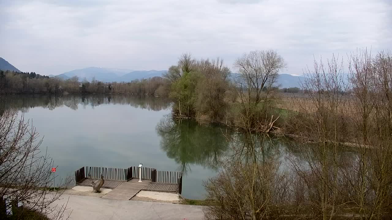 Web kamera Ribnik Vrbje – Žalec