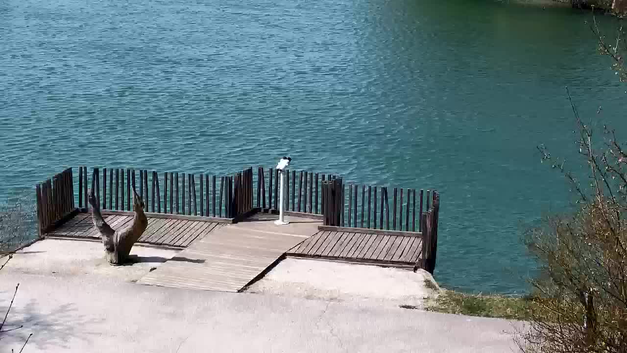 Webcam Ribnik Vrbje – Žalec