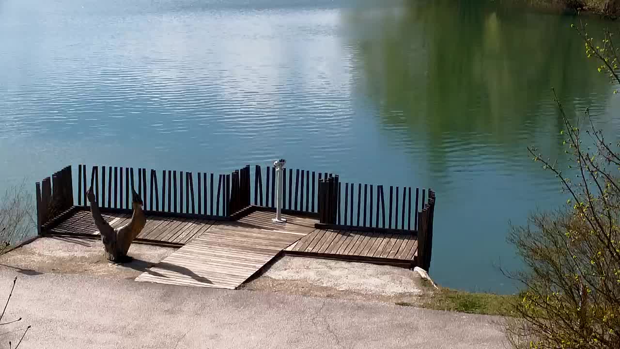 Web kamera Ribnik Vrbje – Žalec