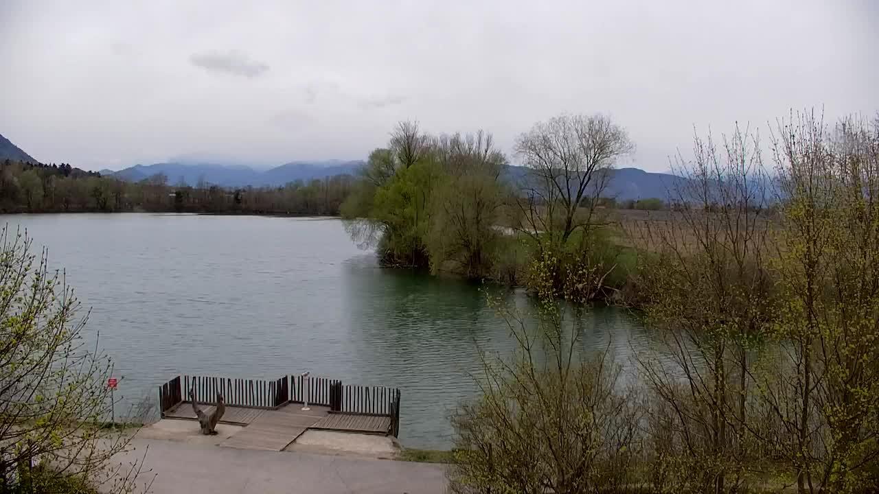 Webcam Ribnik Vrbje – Žalec