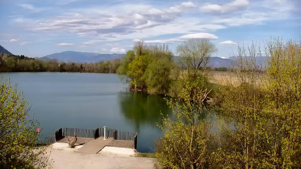 Web kamera Ribnik Vrbje – Žalec