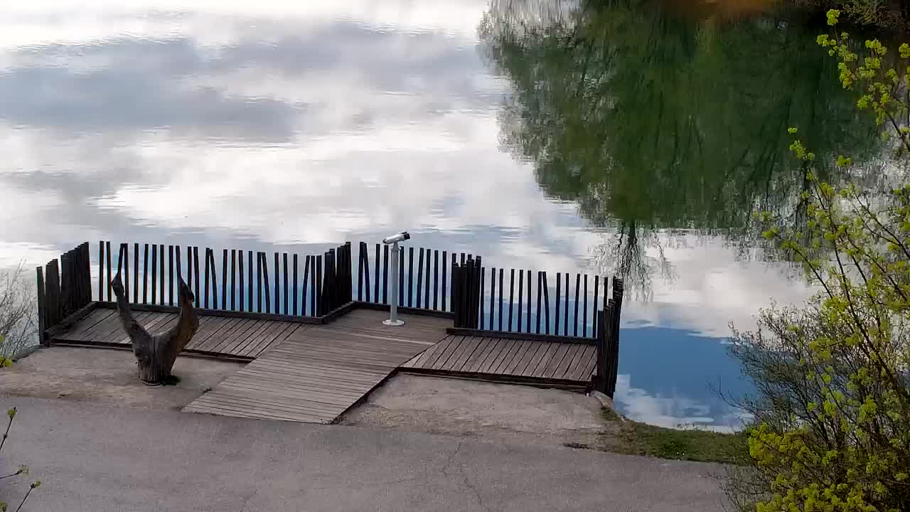 Webcam Ribnik Vrbje – Žalec