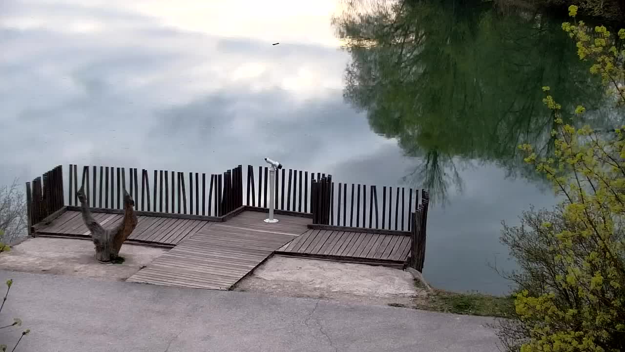 Web kamera Ribnik Vrbje – Žalec