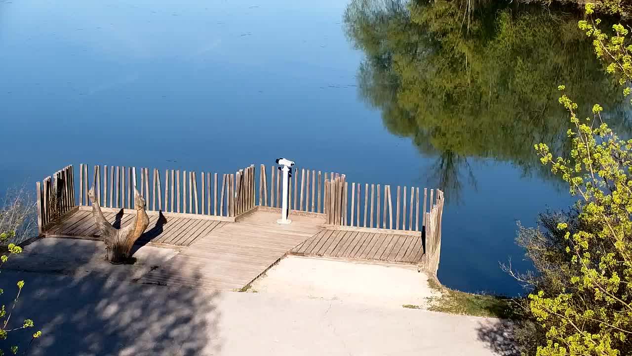 Webcam Ribnik Vrbje – Žalec