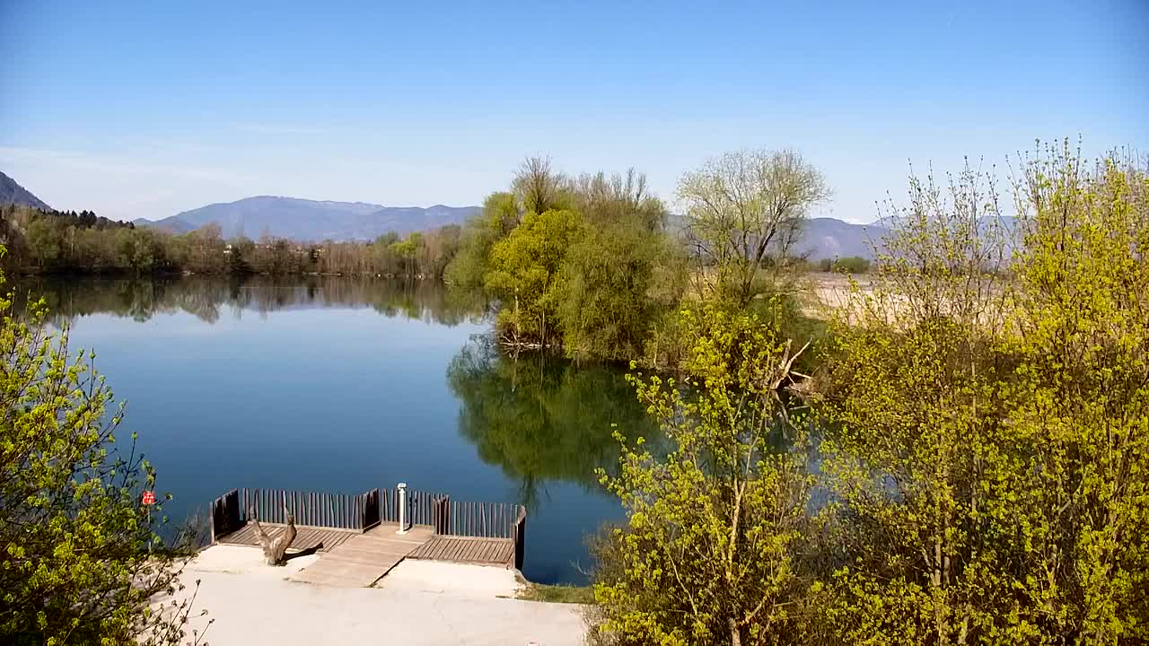 Web kamera Ribnik Vrbje – Žalec