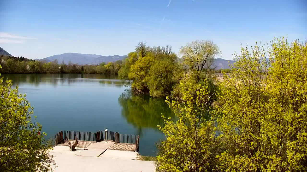 Webcam Ribnik Vrbje – Žalec