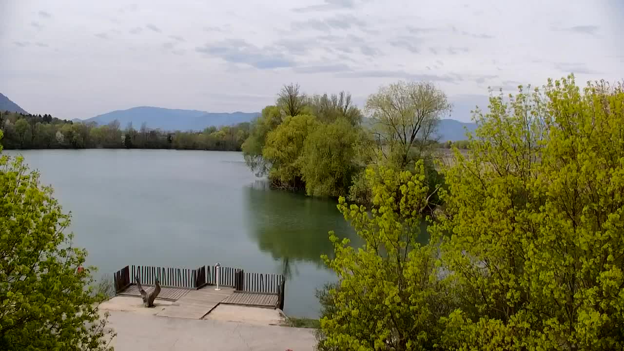 Web kamera Ribnik Vrbje – Žalec