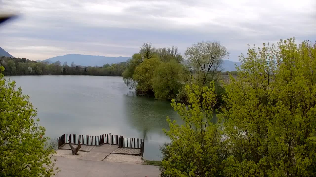 Web kamera Ribnik Vrbje – Žalec