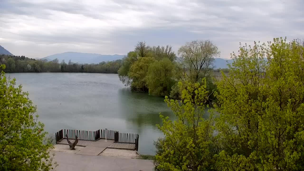 Webcam Ribnik Vrbje – Žalec