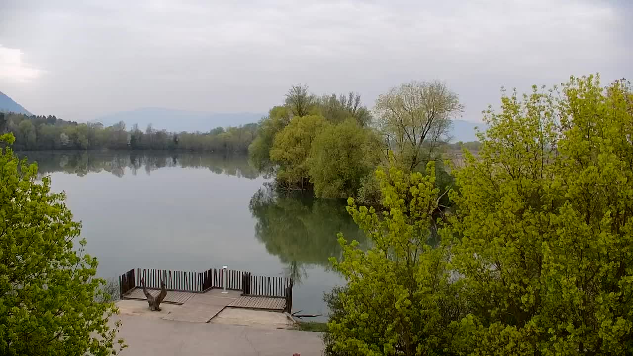 Web kamera Ribnik Vrbje – Žalec