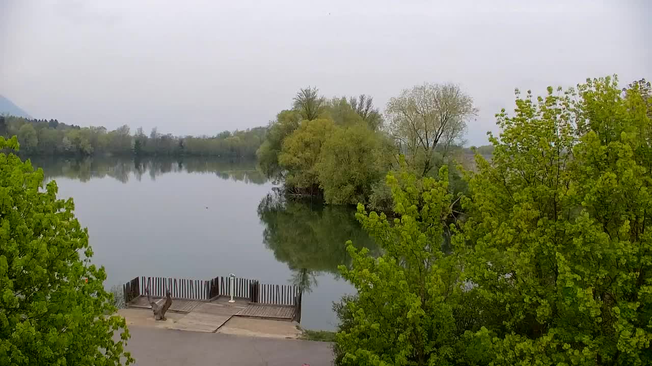 Web kamera Ribnik Vrbje – Žalec