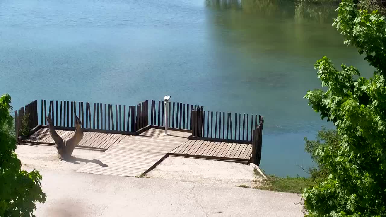 Webcam Ribnik Vrbje – Žalec