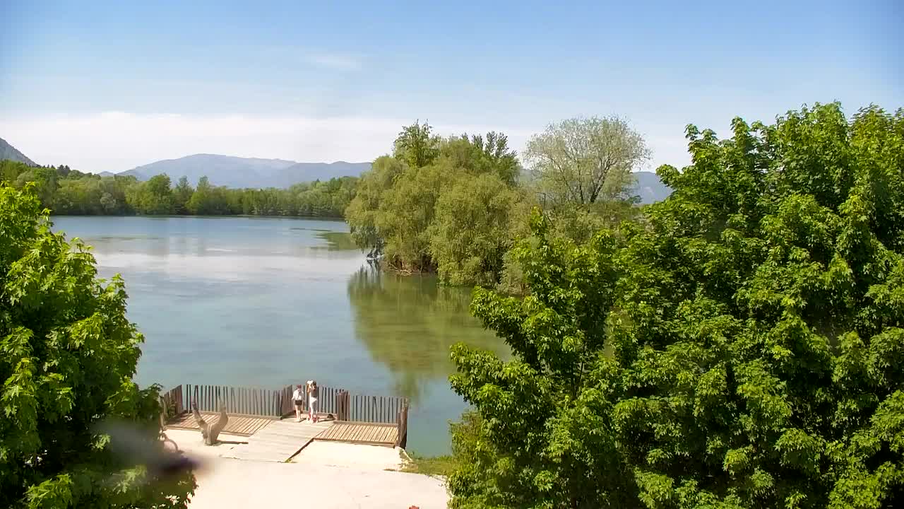 Web kamera Ribnik Vrbje – Žalec