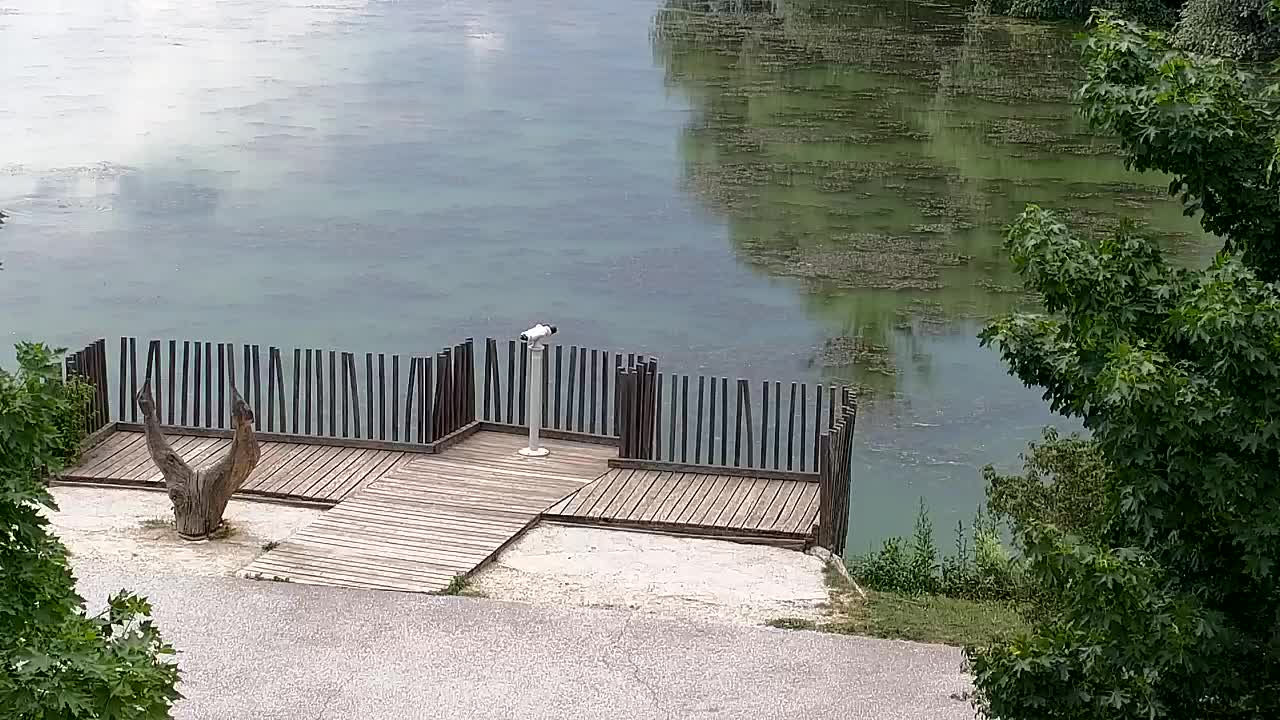 Webcam Ribnik Vrbje – Žalec
