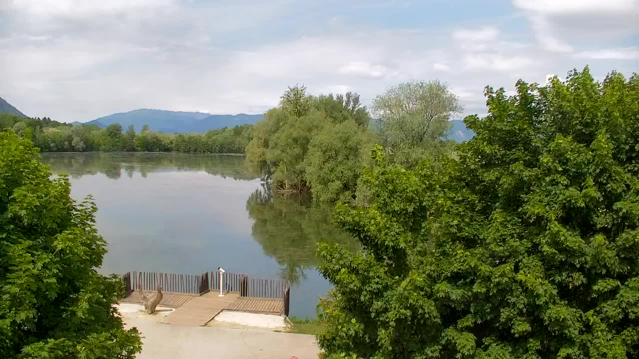 Webcam Ribnik Vrbje – Žalec