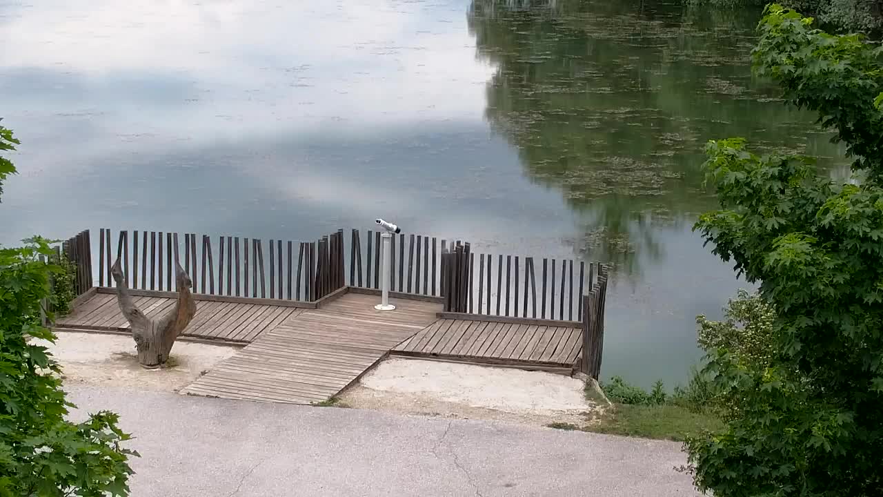 Web kamera Ribnik Vrbje – Žalec