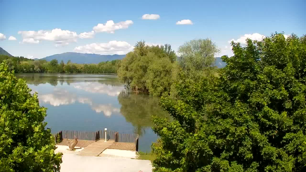 Webcam Ribnik Vrbje – Žalec