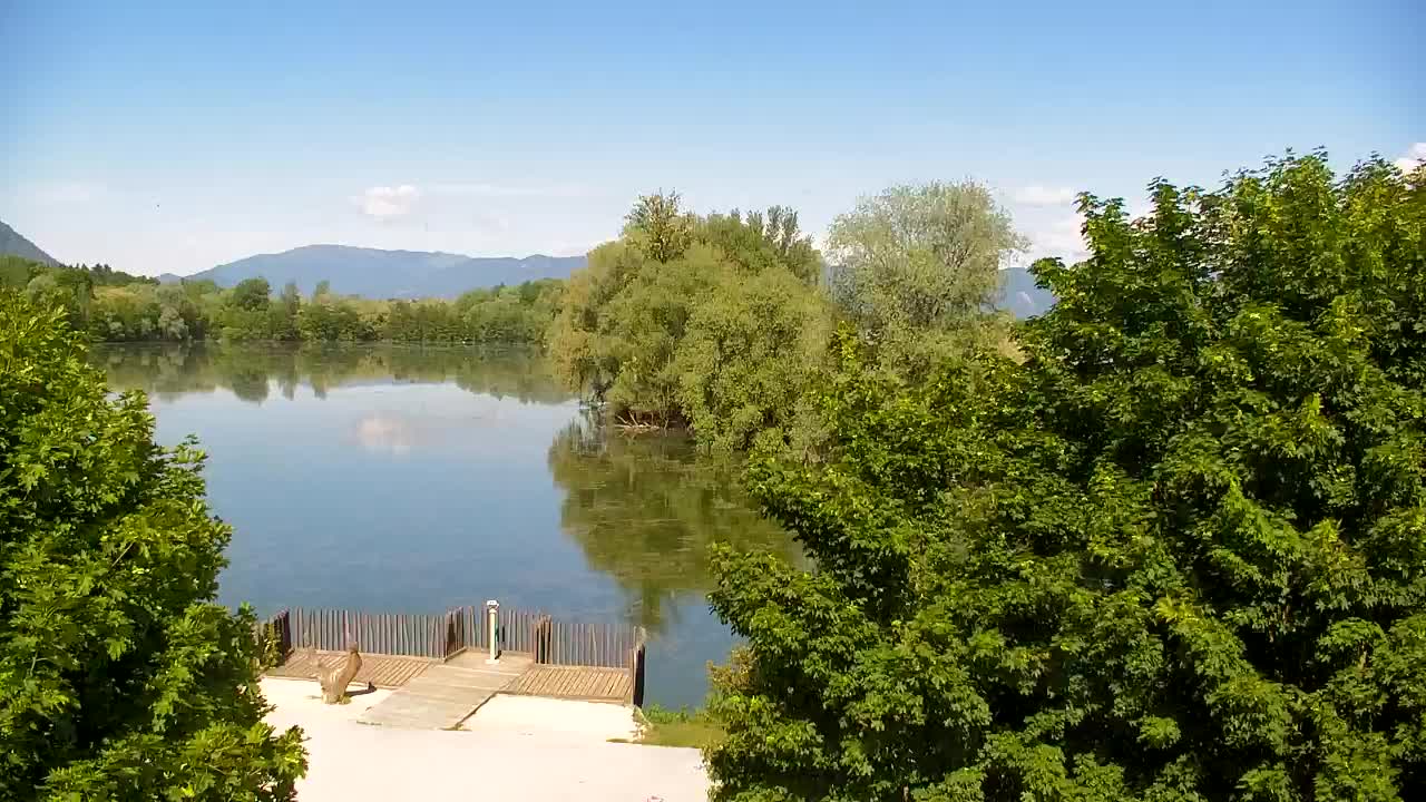 Webcam Ribnik Vrbje – Žalec