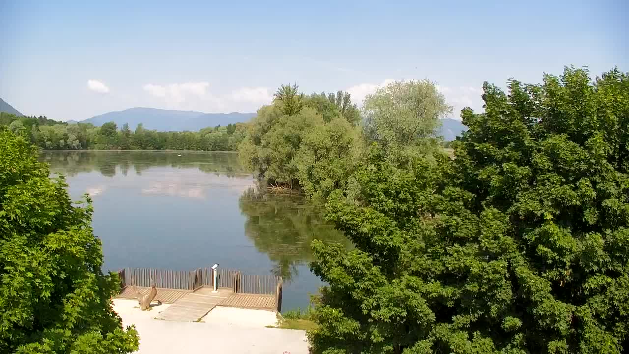 Web kamera Ribnik Vrbje – Žalec