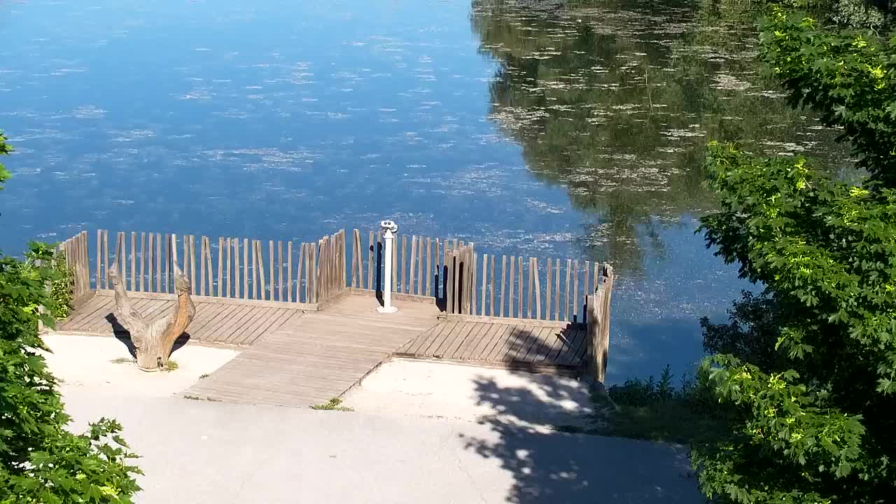 Webcam Ribnik Vrbje – Žalec