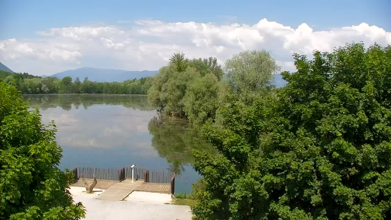 Web kamera Ribnik Vrbje – Žalec