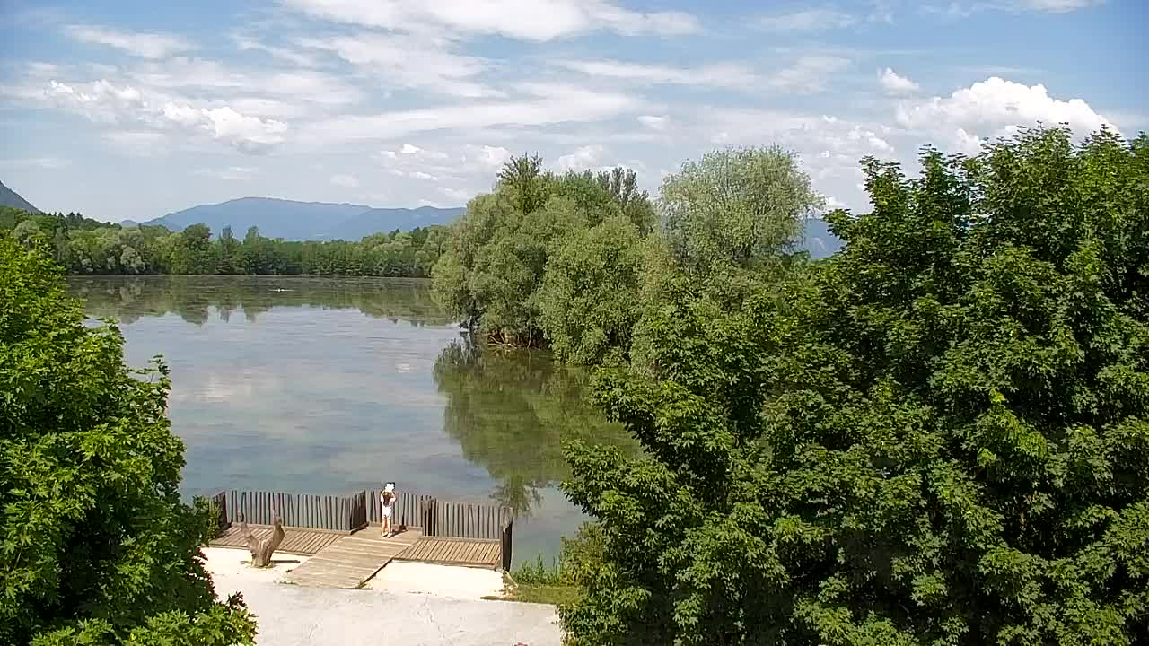 Webcam Ribnik Vrbje – Žalec