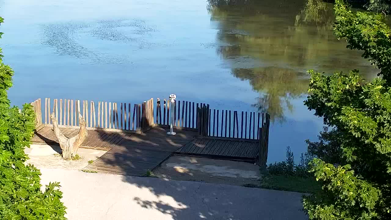 Webcam Ribnik Vrbje – Žalec