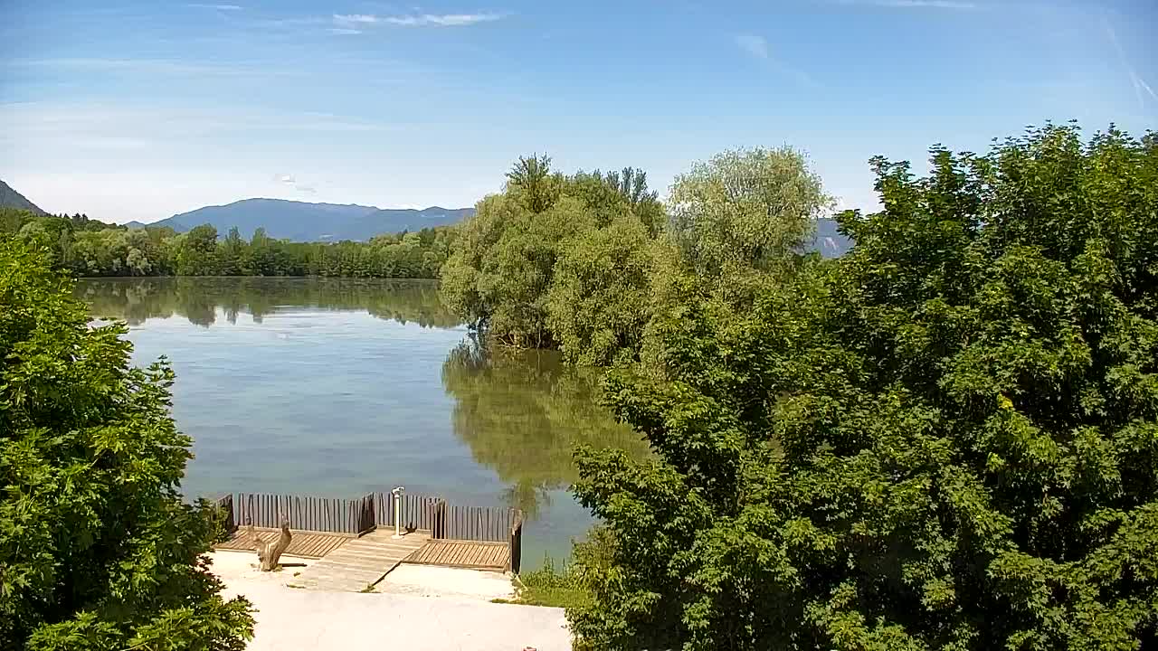 Webcam Ribnik Vrbje – Žalec