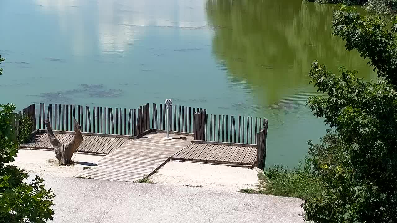 Webcam Ribnik Vrbje – Žalec