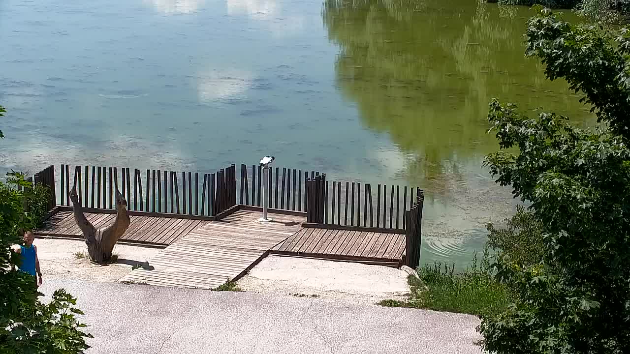 Webcam Ribnik Vrbje – Žalec