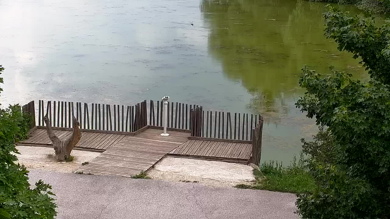 Web kamera Ribnik Vrbje – Žalec