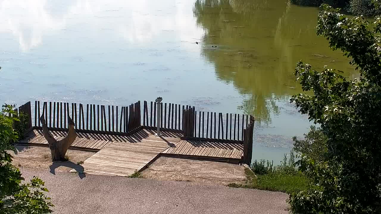 Webcam Ribnik Vrbje – Žalec