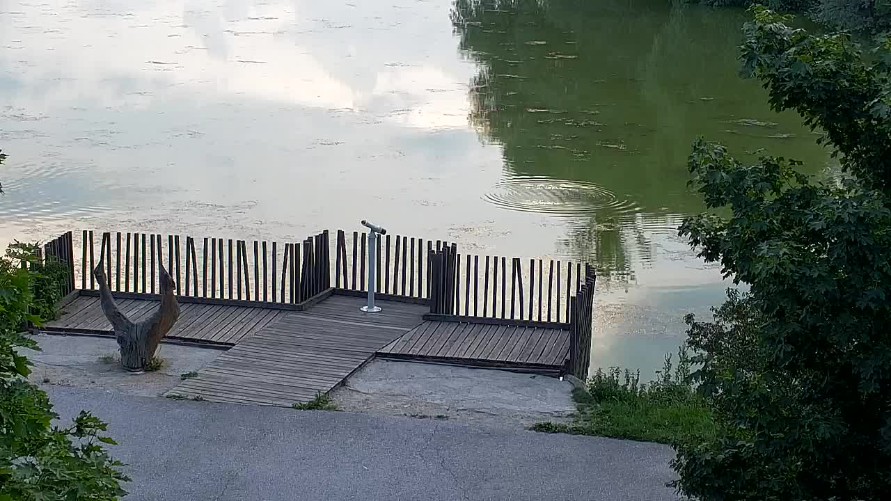Webcam Ribnik Vrbje – Žalec