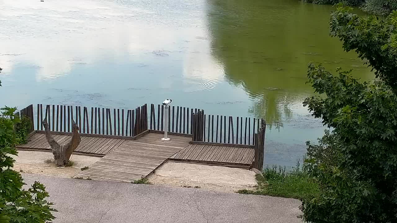 Webcam Ribnik Vrbje – Žalec