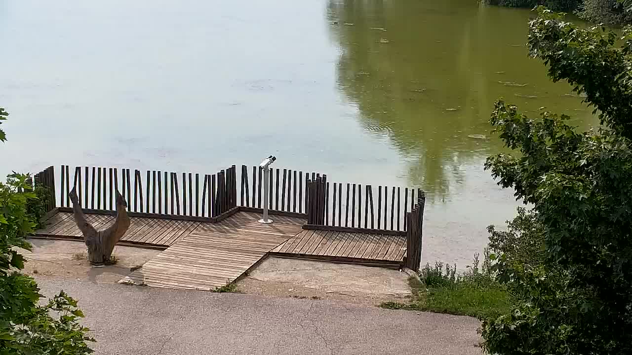 Webcam Ribnik Vrbje – Žalec