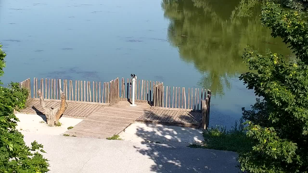 Spletna kamera Ribnik Vrbje – Žalec