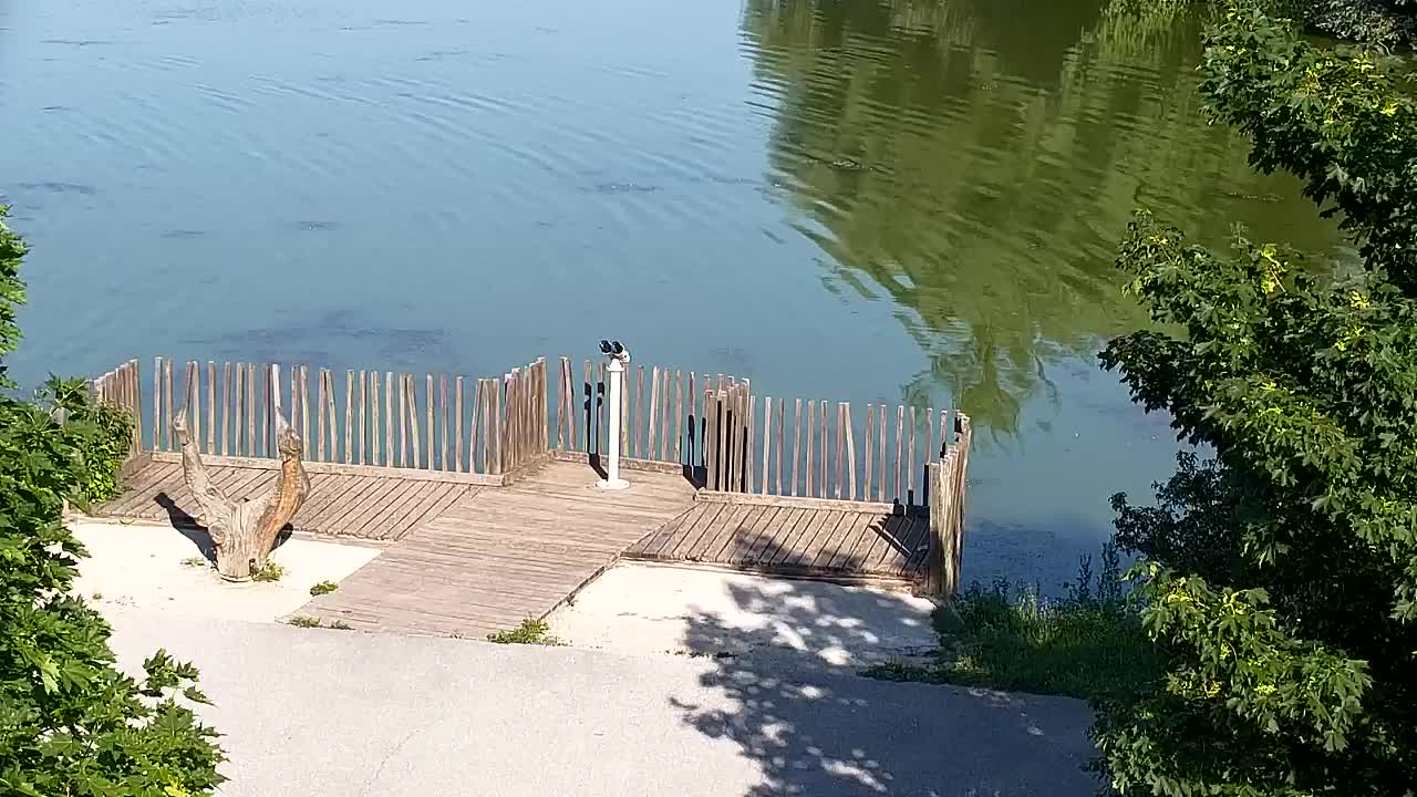 Webcam Ribnik Vrbje – Žalec
