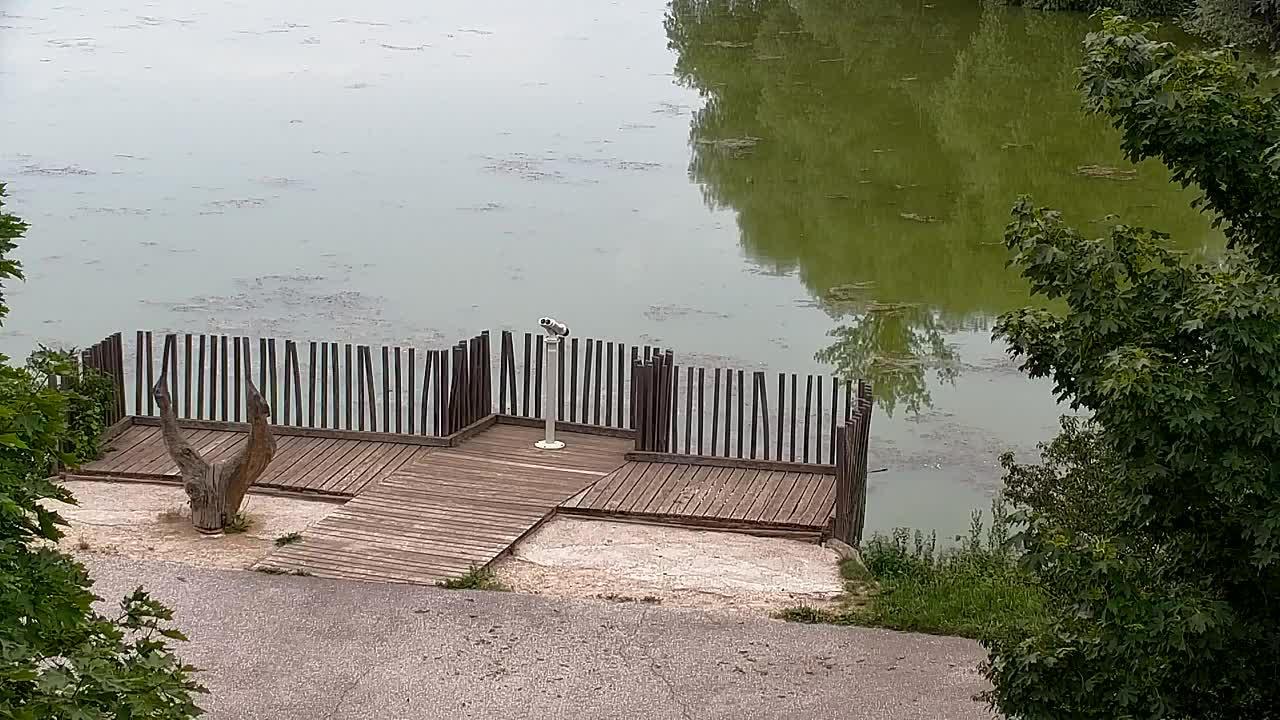 Webcam Ribnik Vrbje – Žalec
