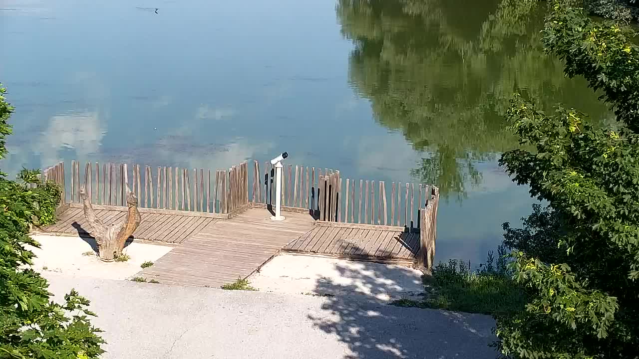 Webcam Ribnik Vrbje – Žalec